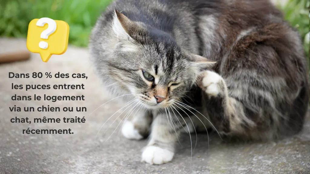 Photo d'un chat qui se gratte illustrant une infection par des puces.